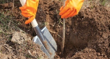 Jak zasadit třešně na jaře?